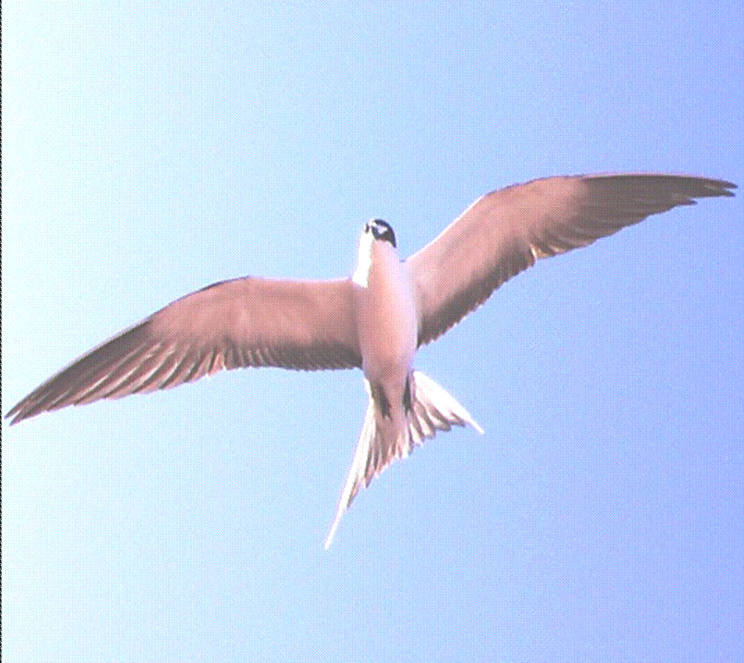 SootyTern fly2.jpg