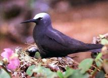 black noddy.jpg