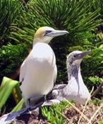 gannet.jpg