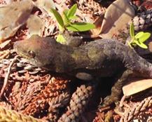 gecko.jpg